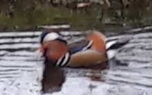 welke eend / fuut is dit?