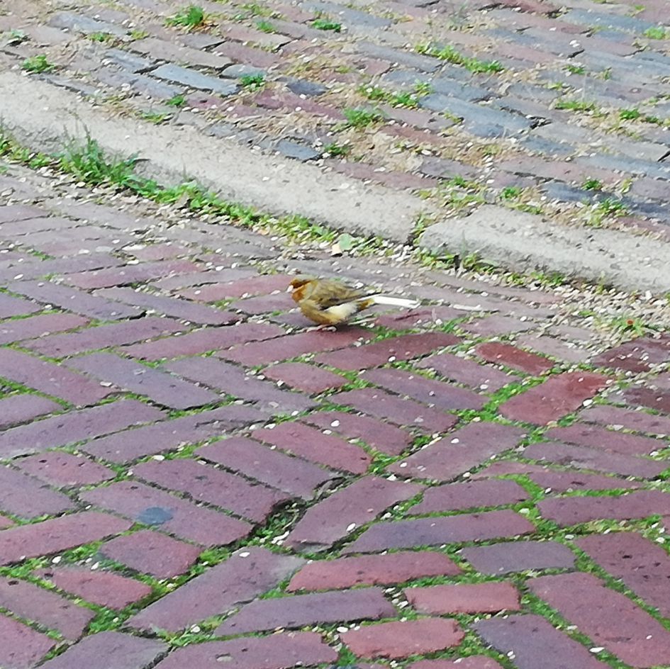 Welk vogeltje is dit?
