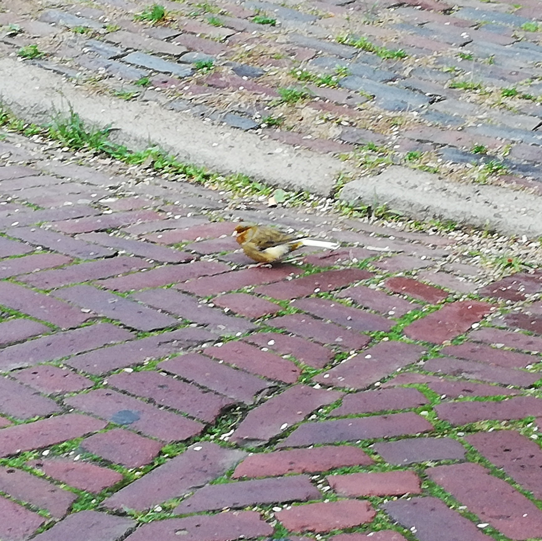 Welk vogeltje is dit?