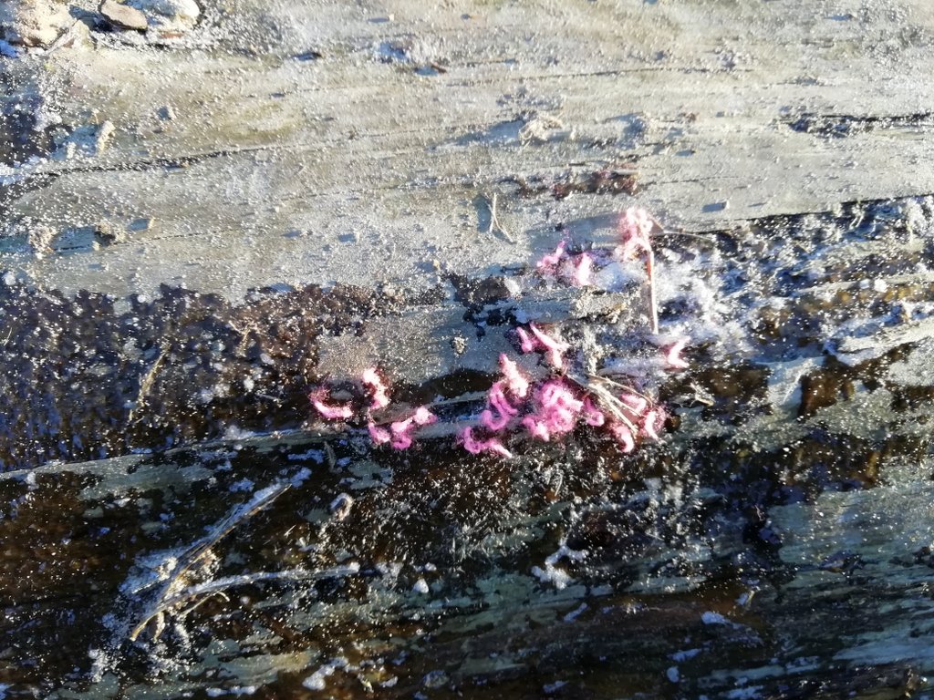 welke schimmel is dit?