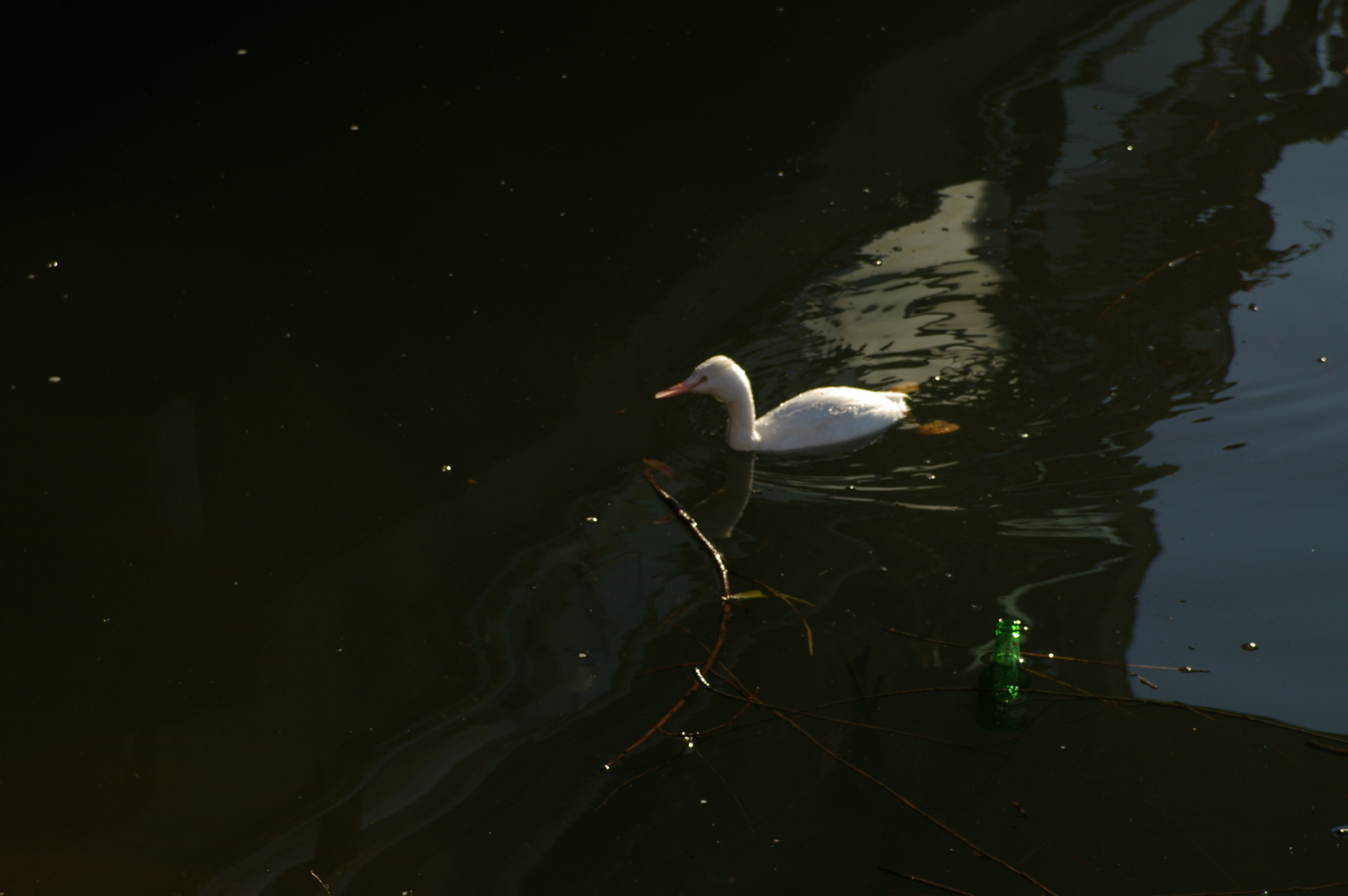 Vreemde 'eend' in de vijver