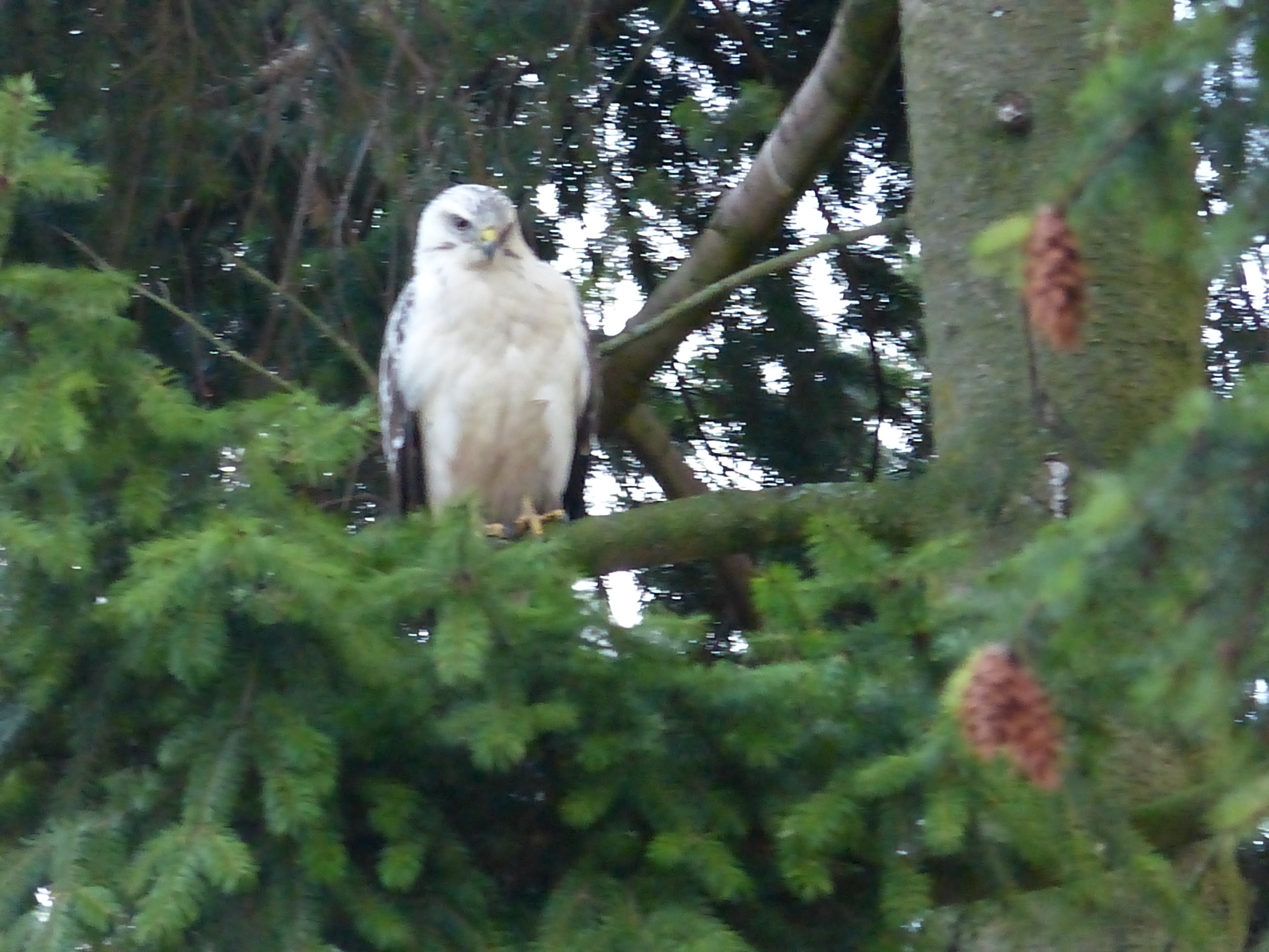 Is dit een (witte) giervalk?