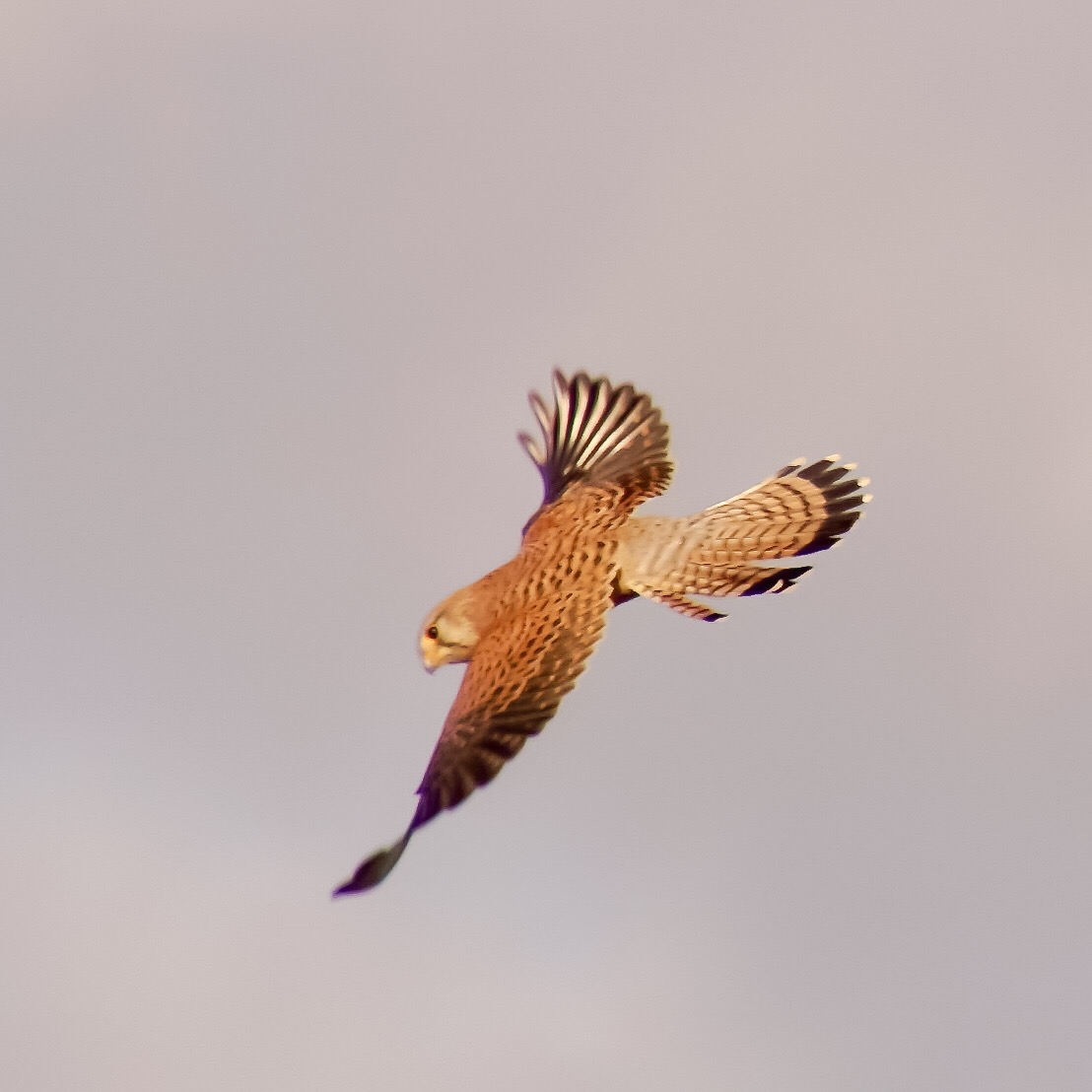 Welke roofvogel is dit?