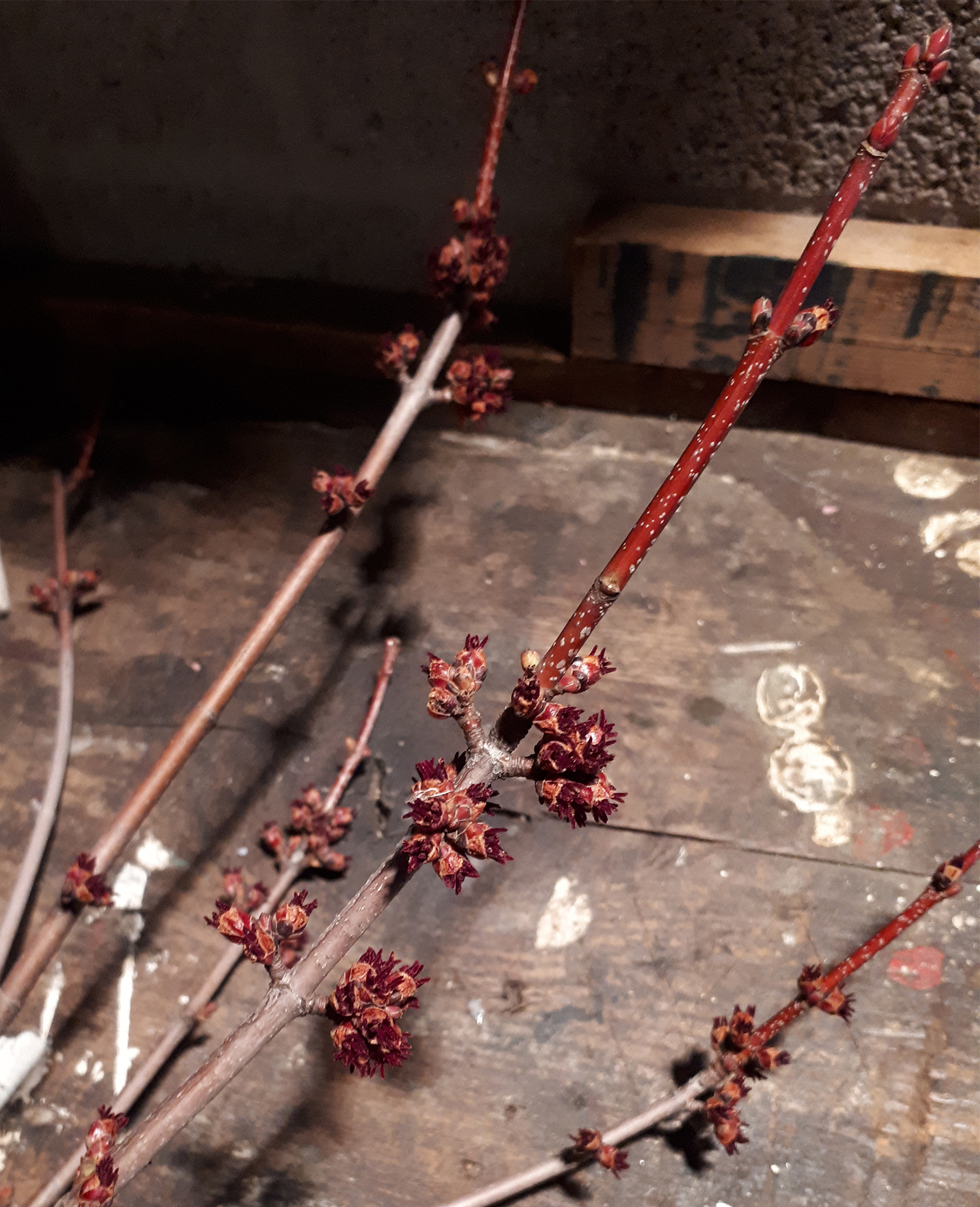 Takje/Knopjes van rode boom