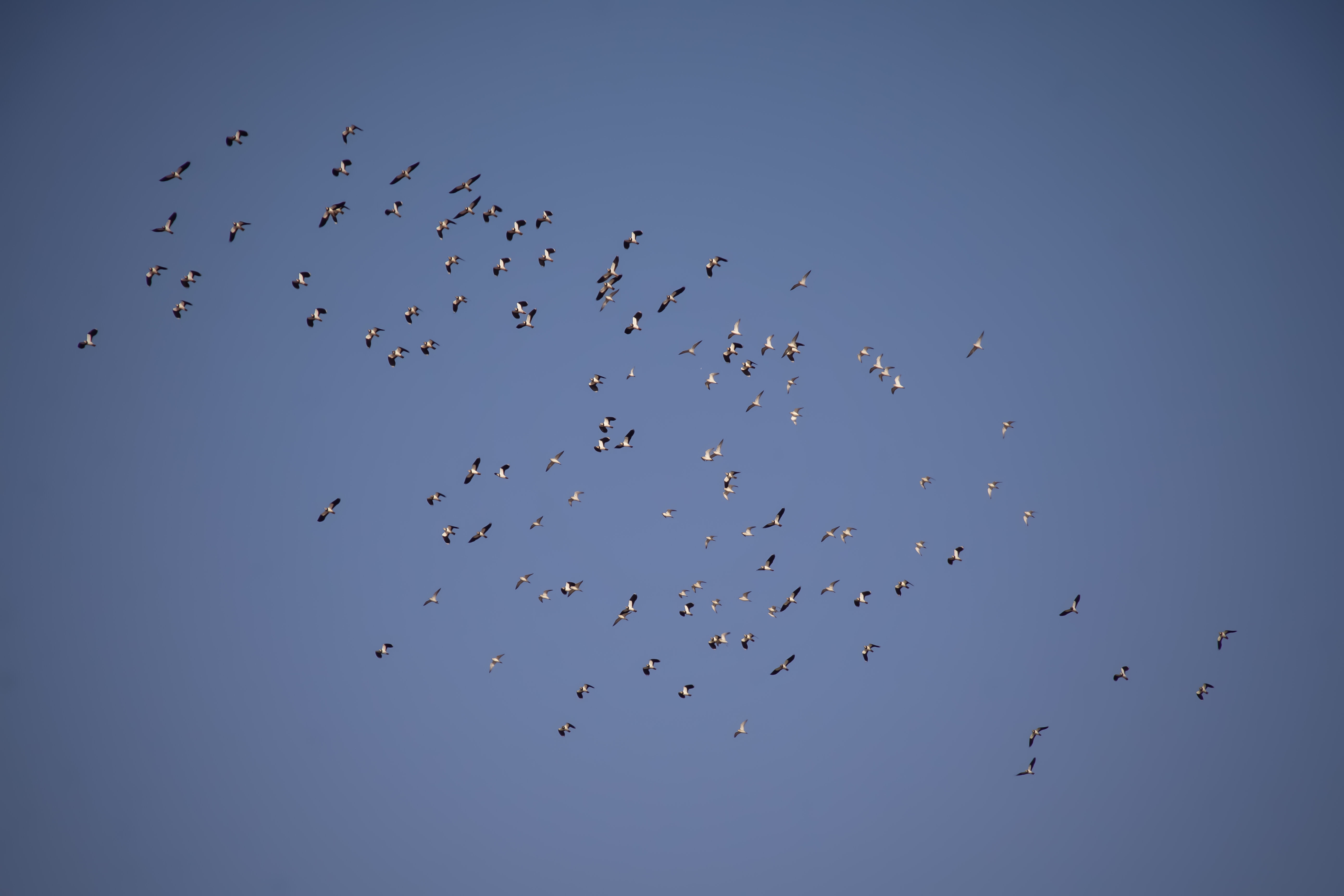 Welke vogels zijn dit?