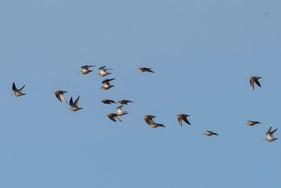 welke vogel is dit ?