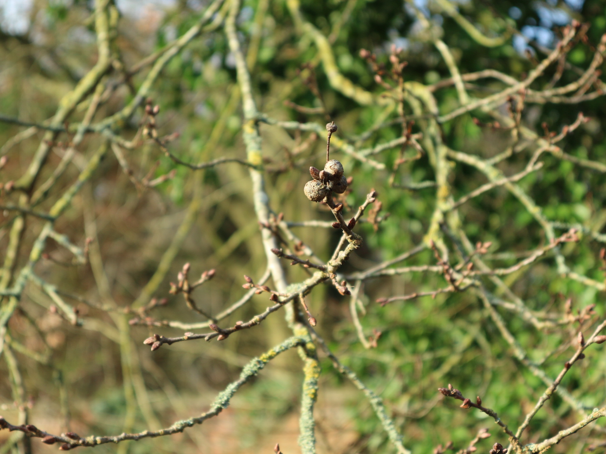 Bolletjes aan eikentak