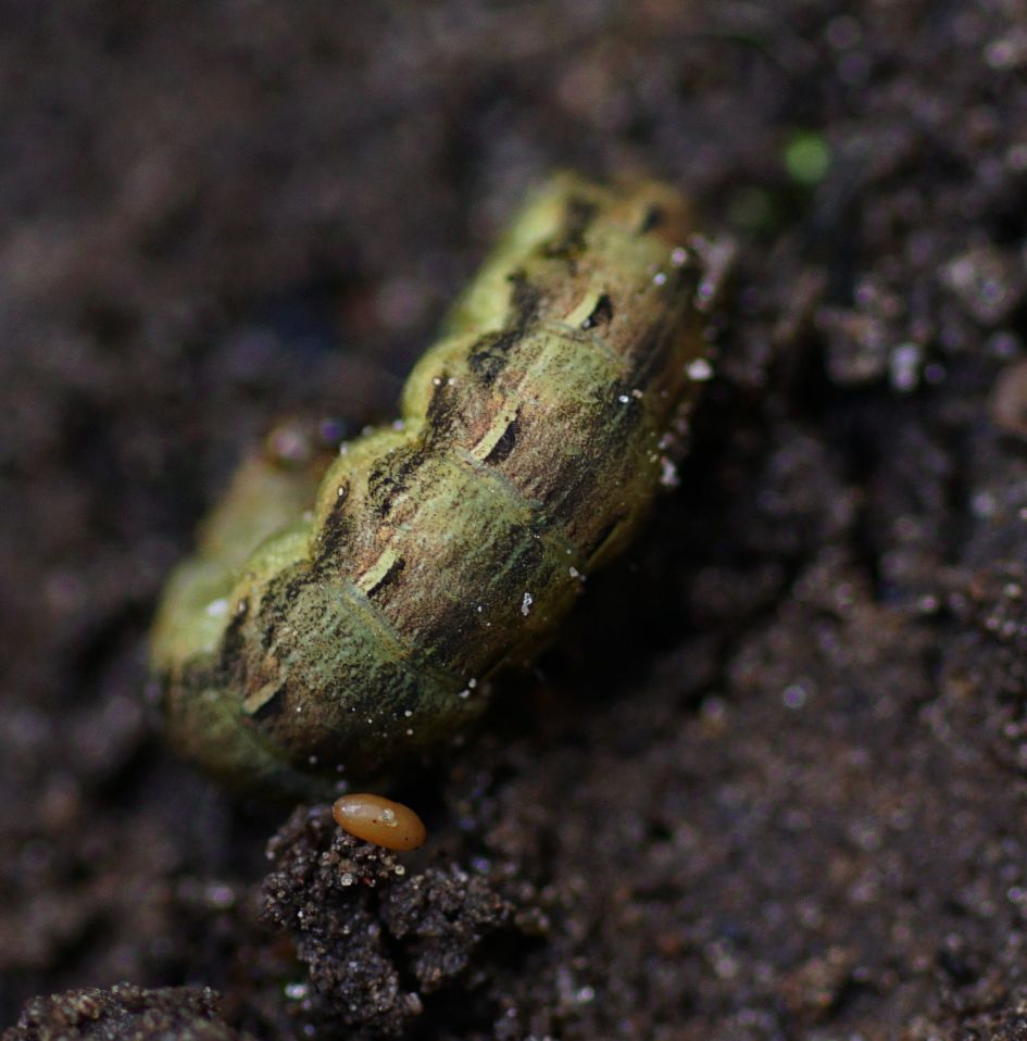 tweede foto van rups