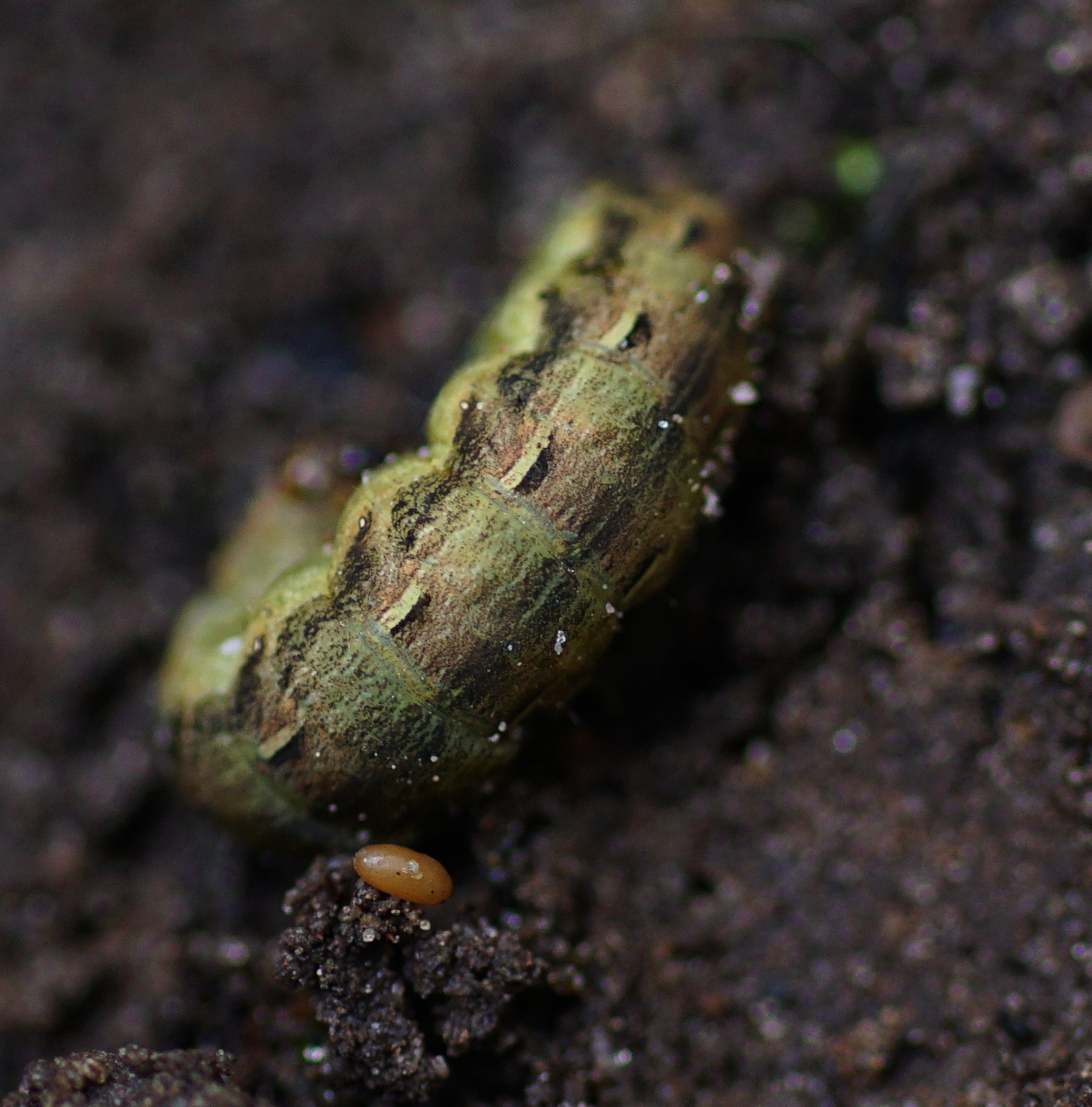 tweede foto van rups