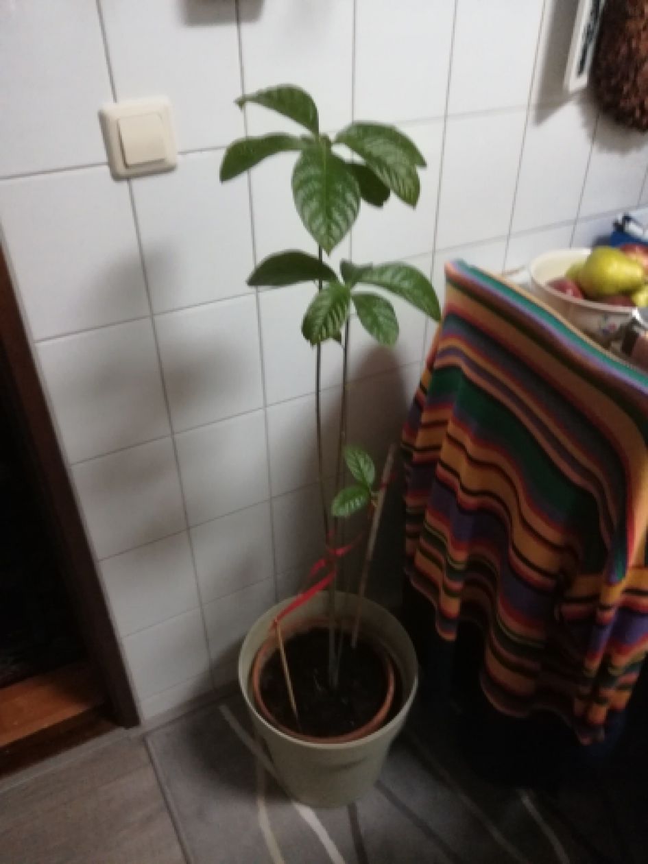 Wie kunnen wij een plezier doen met een avocado plant uit Cuba