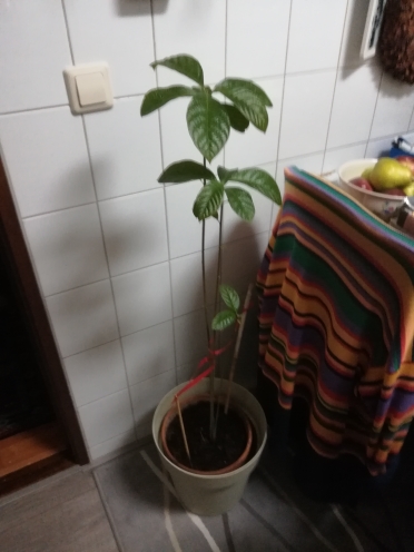 Wie kunnen wij een plezier doen met een avocado plant uit Cuba