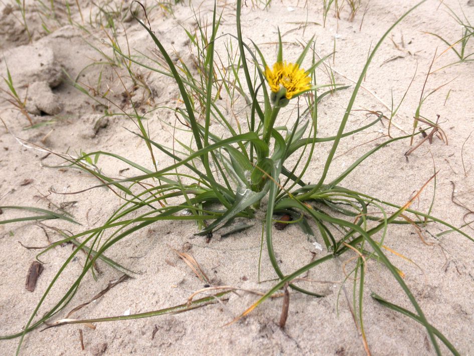 welke morgenster is dit?