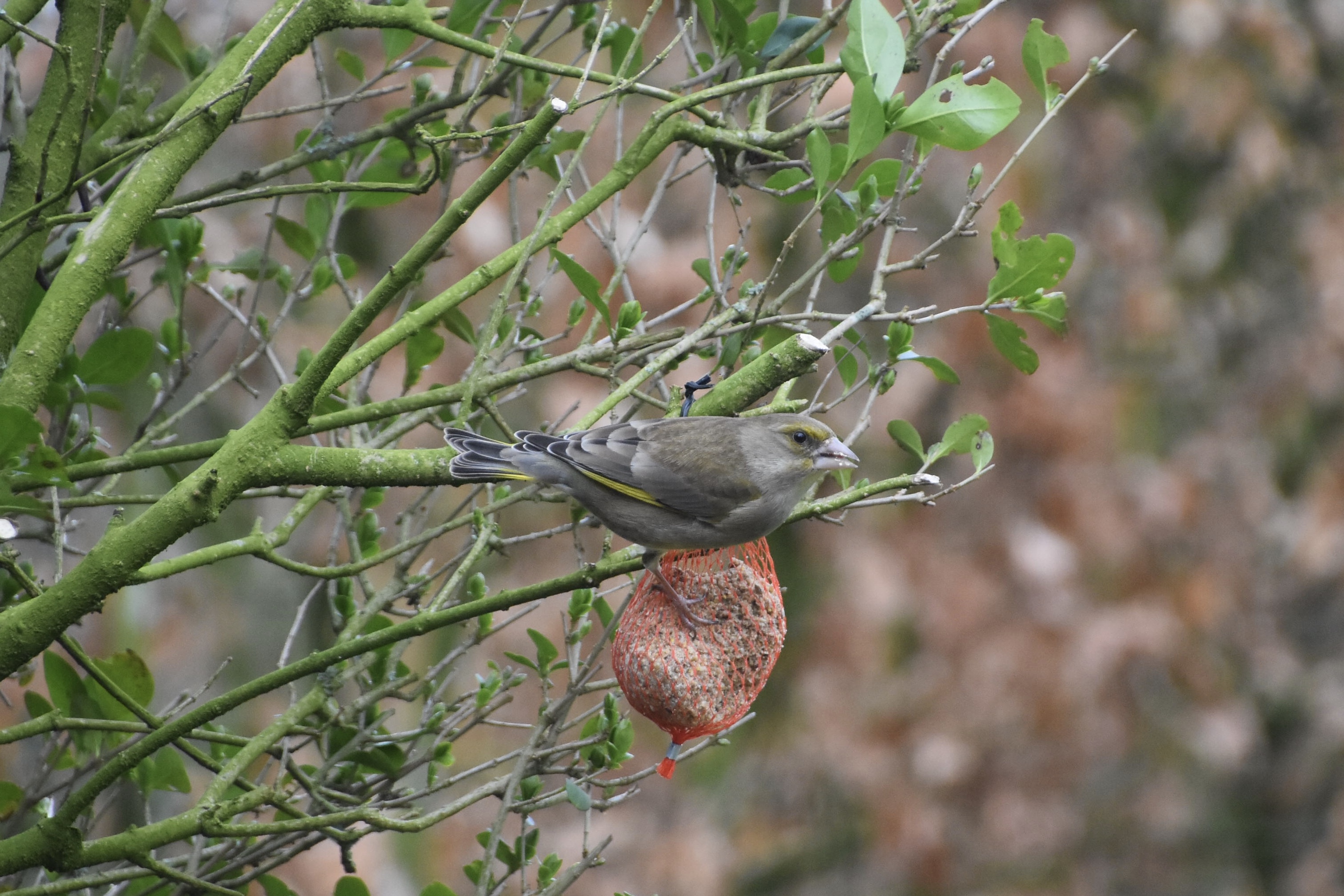 Is dit een groenling?