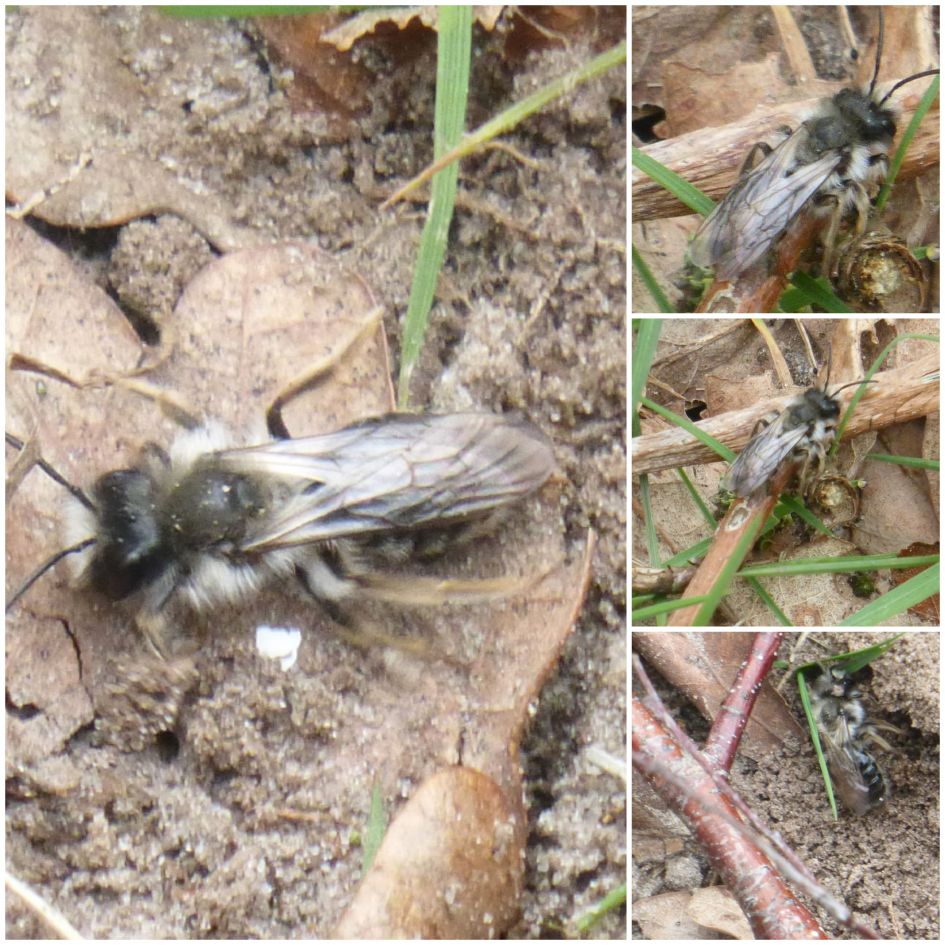 Wat voor insect is dit?