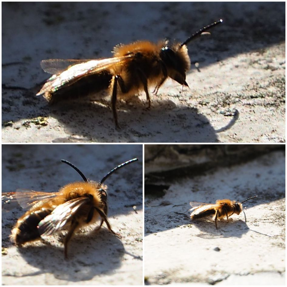 Wat is dit voor een insect