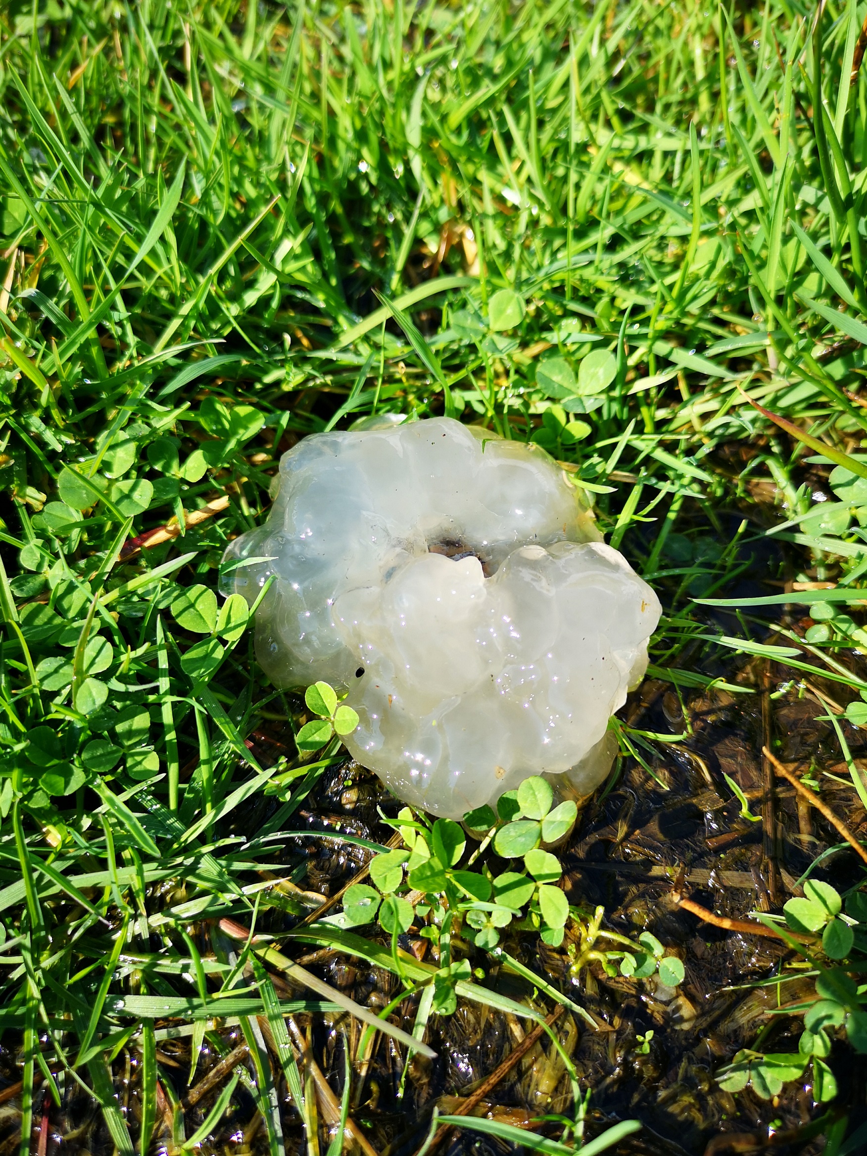 Is dit een slijmerige paddestoel?