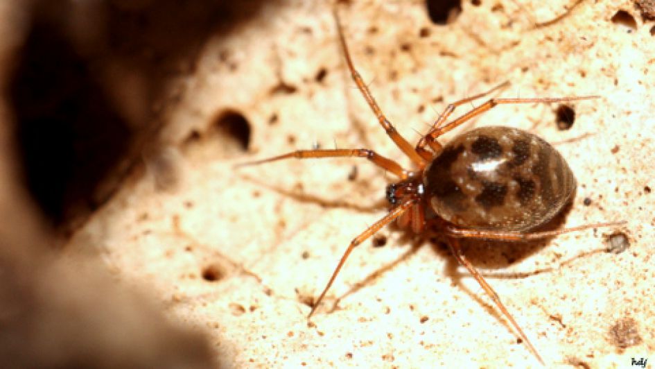 Lepthyphantes minutus ??