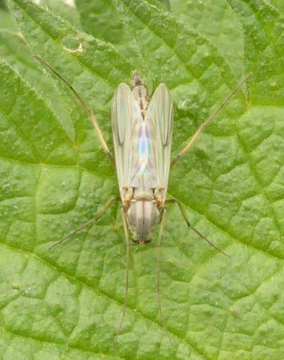 welke langpootmug kan dit zijn ?