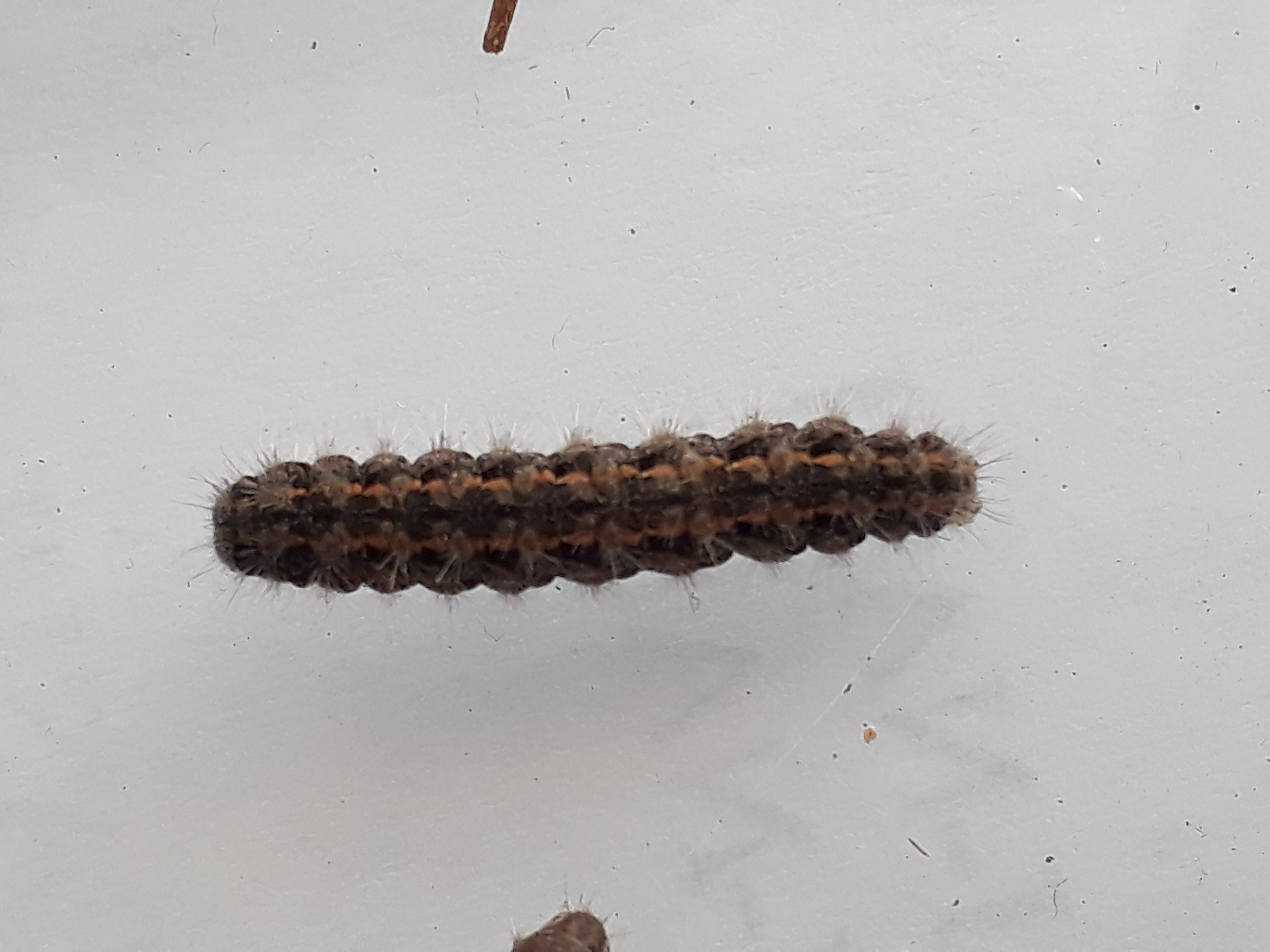 Wat voor soort rups is dit?