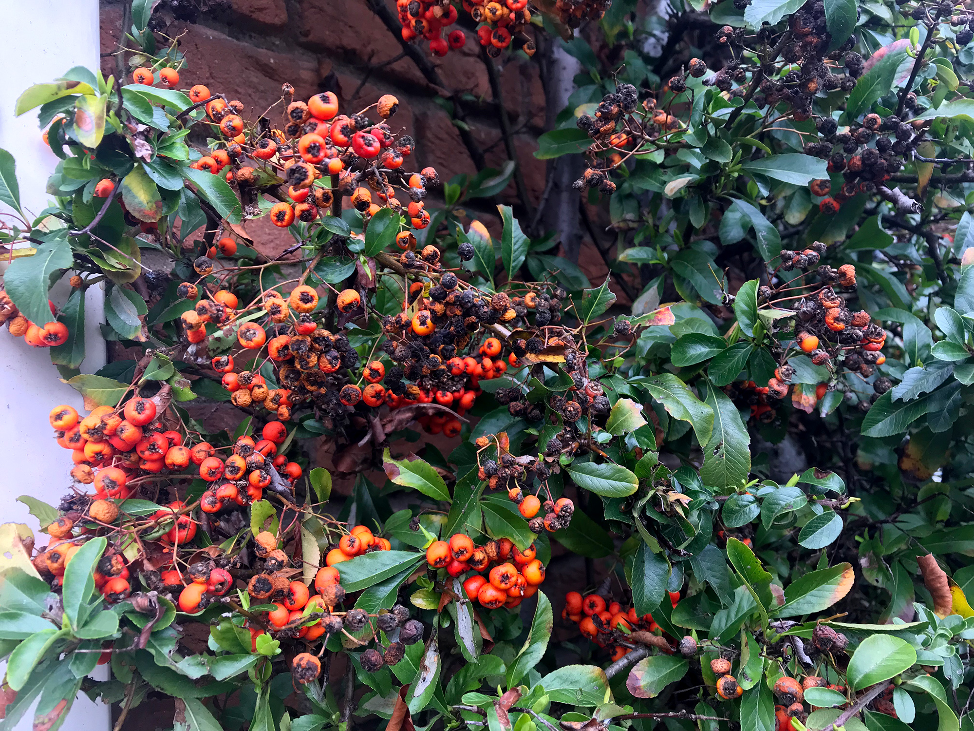 Vogels eten de besjes niet van de vuurdoorn