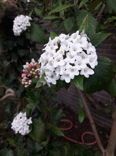 struik  met witte bloemen