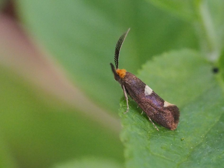 Welk vlindertje/motje is dit