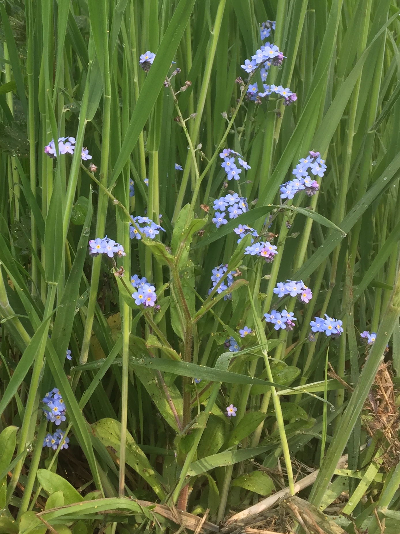 Bosvergeet-mij-nietje?