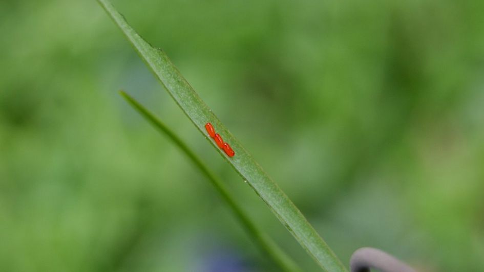 Rode eitjes op blad van de kievit bloem