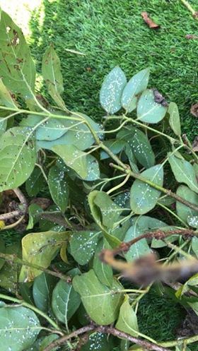 welke ziekte heeft deze plant