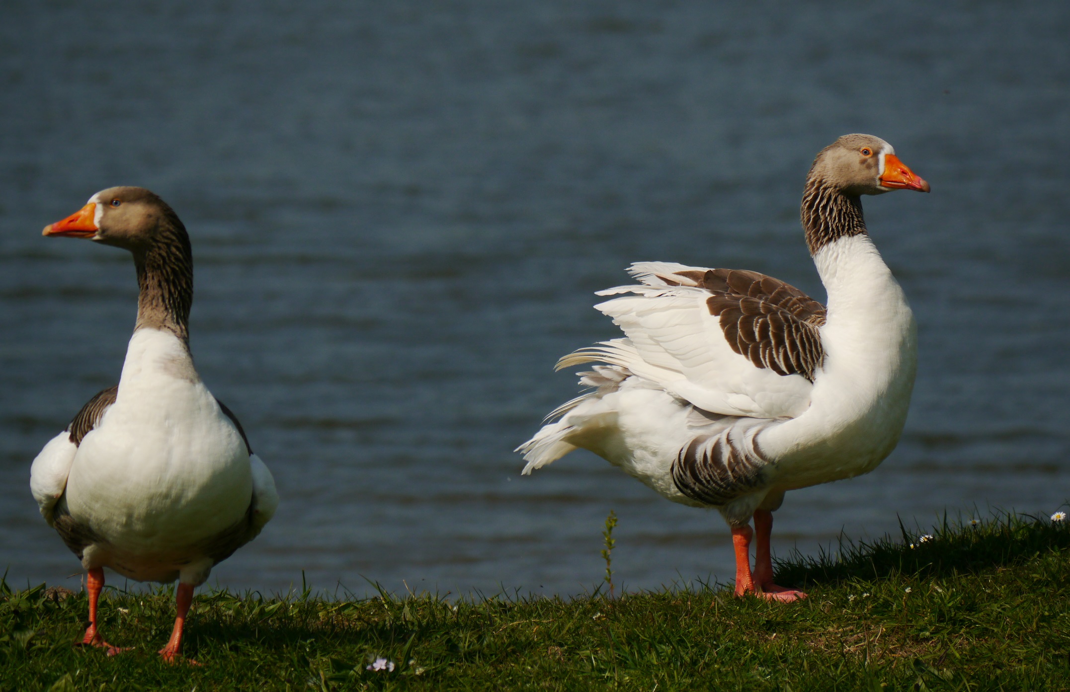 Is dit een verwilderde boerengans?