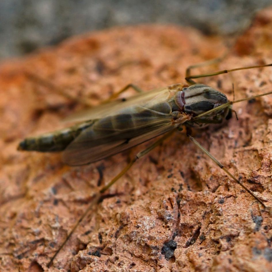 wie weet welk insect dit is?