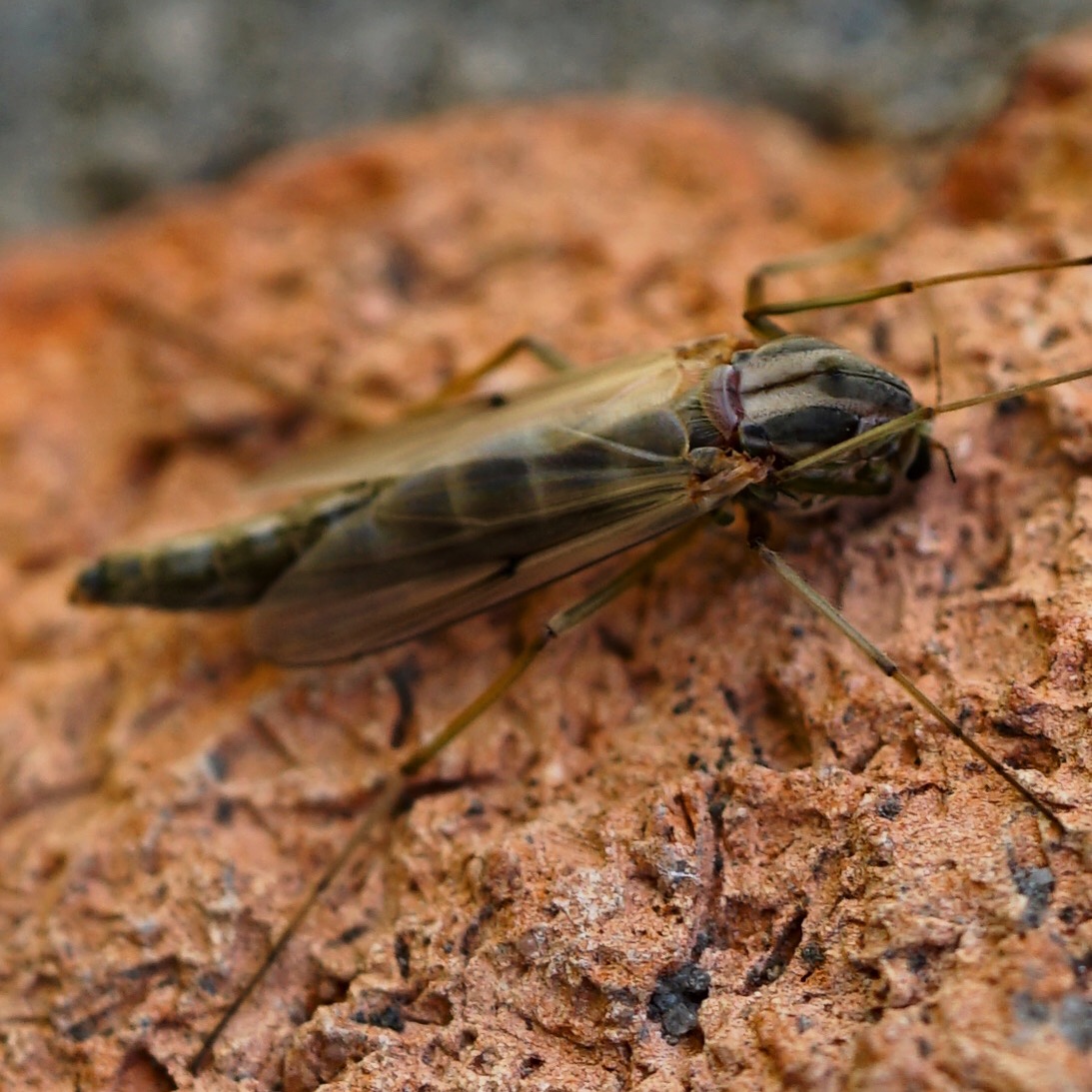 wie weet welk insect dit is?