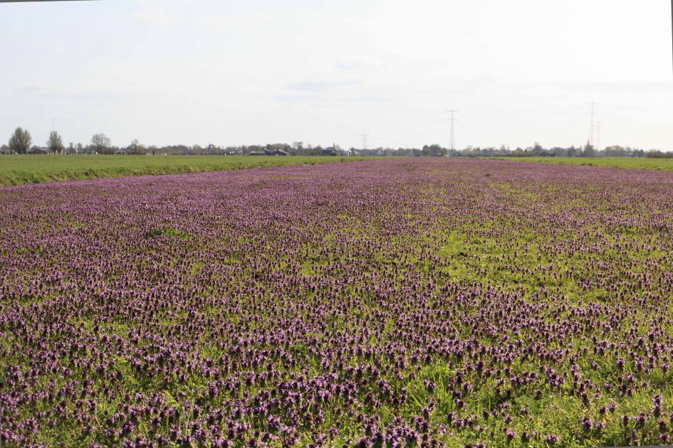 enorm veel paarse dovenetel