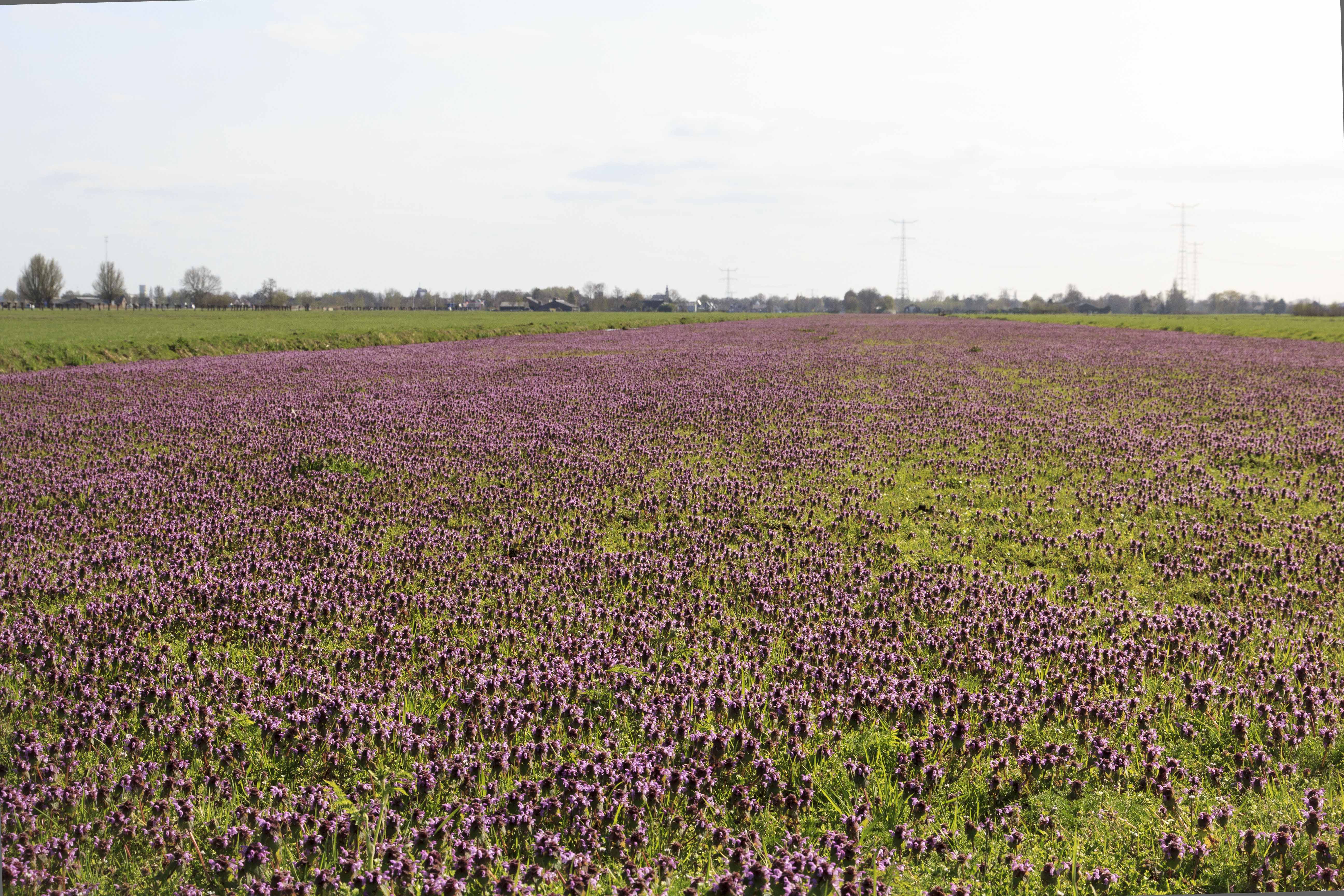 enorm veel paarse dovenetel