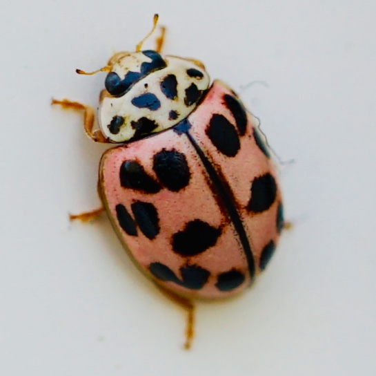 'roze-achtig' lieveheersbeestje