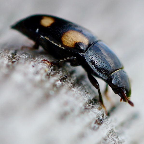 wie weet welk insect dit is?