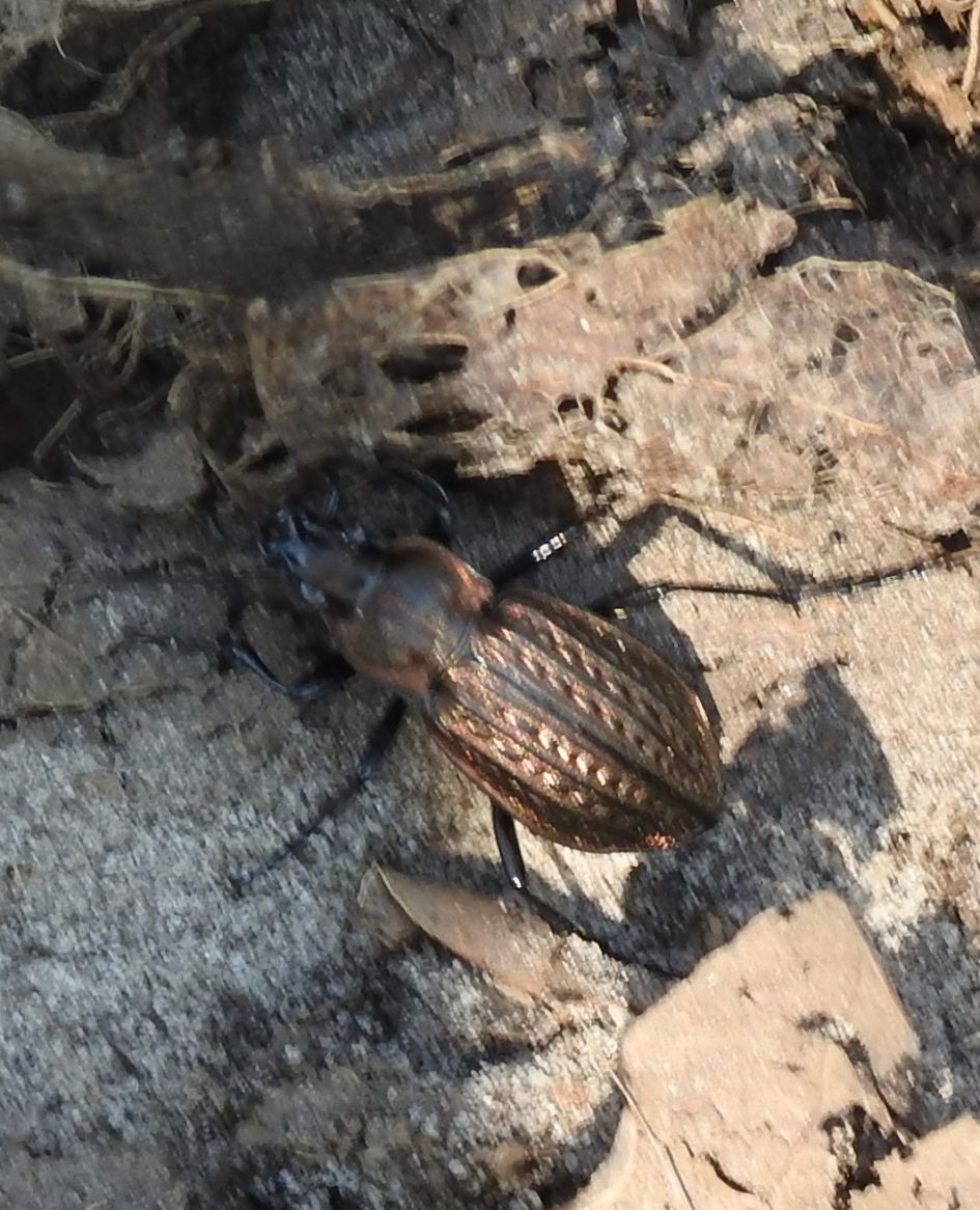 Wie weet wat dit is?