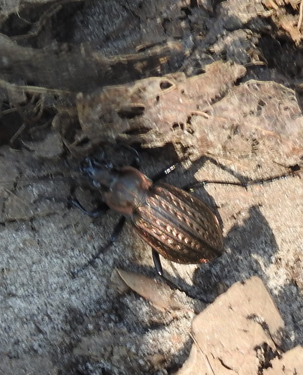 Wie weet wat dit is?