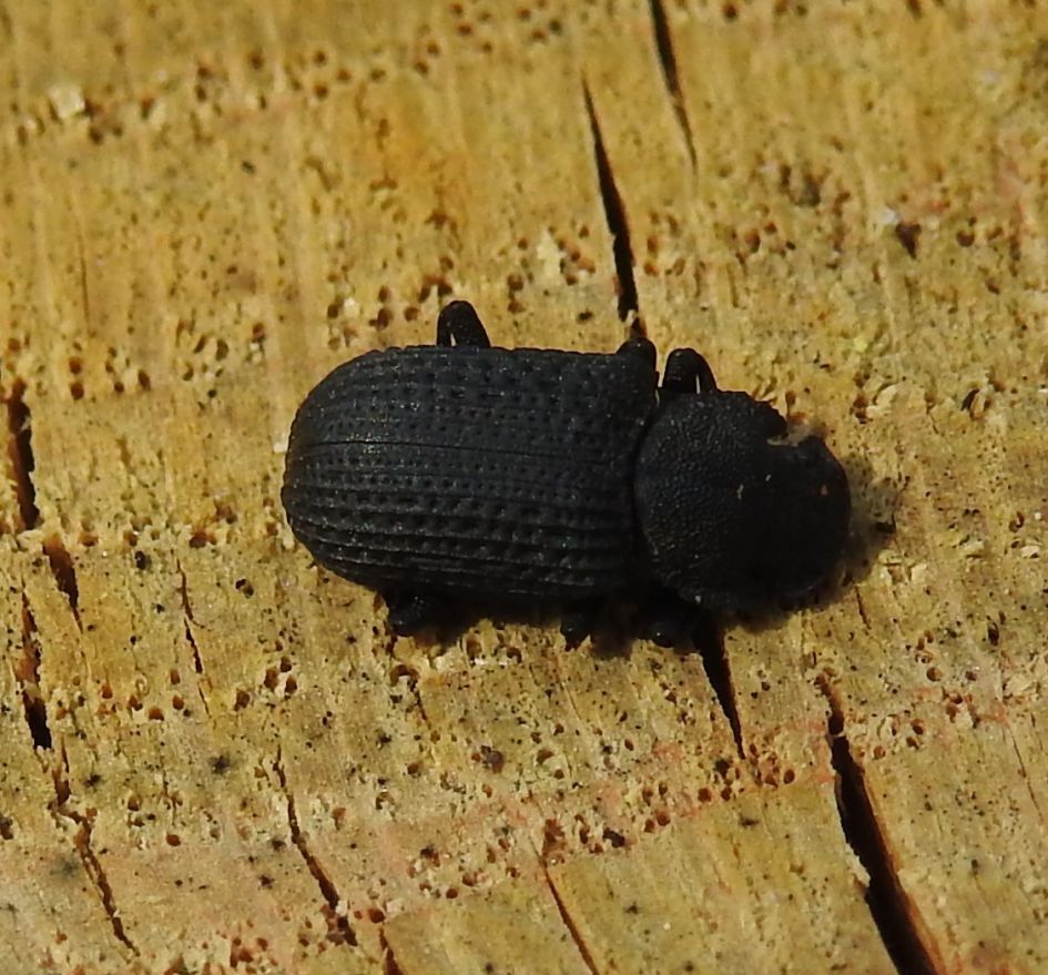 Wie weet wat dit is?