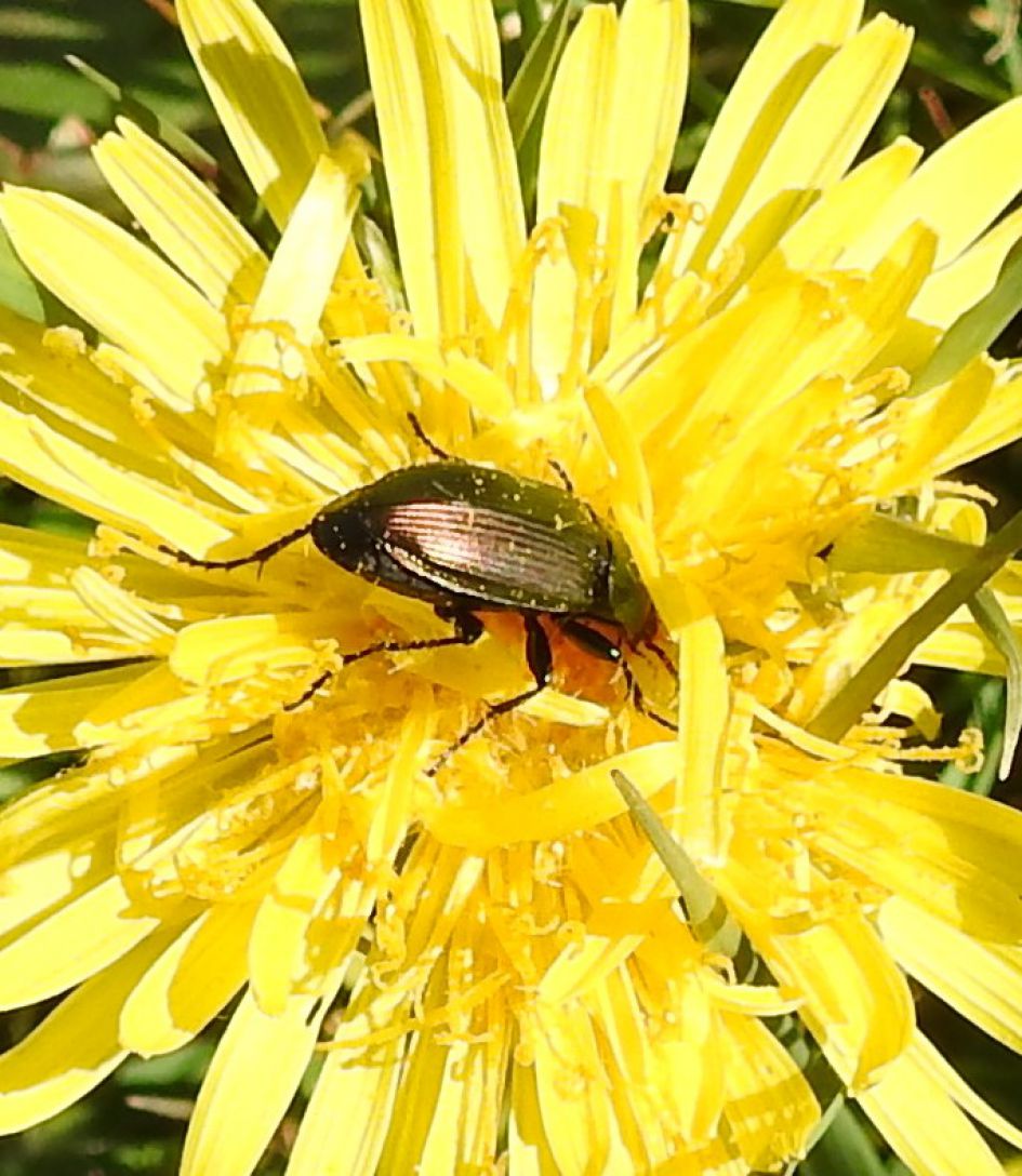 Wie weet wat dit is?