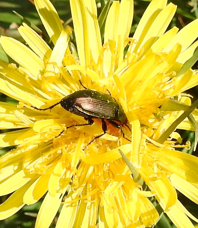 Wie weet wat dit is?