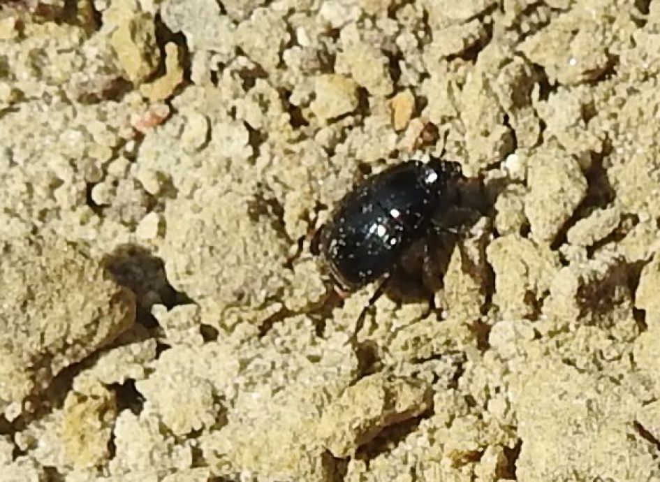 Wie weet wat dit is?