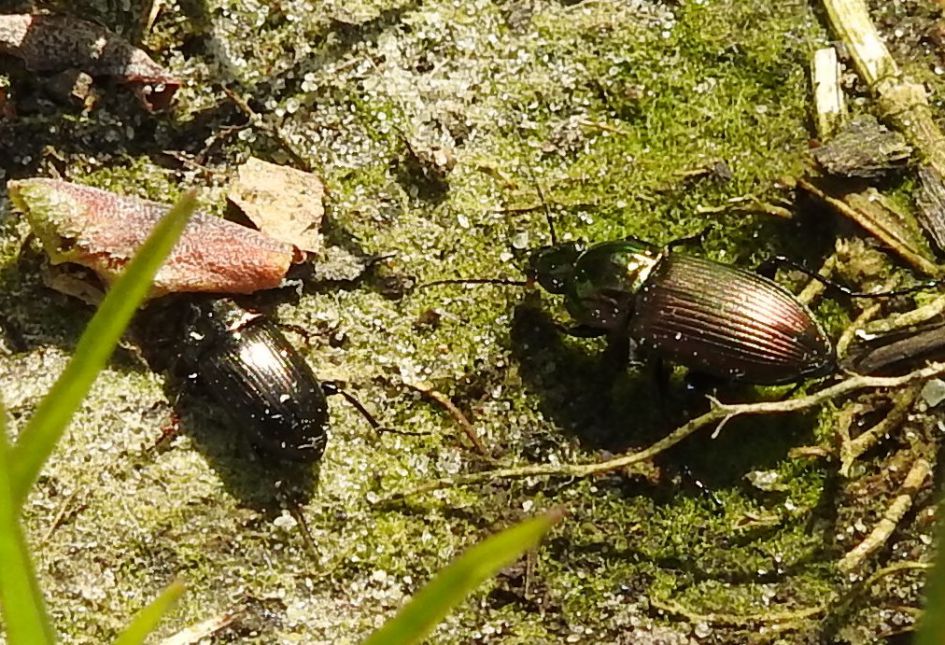 Wie weet wat dit is?