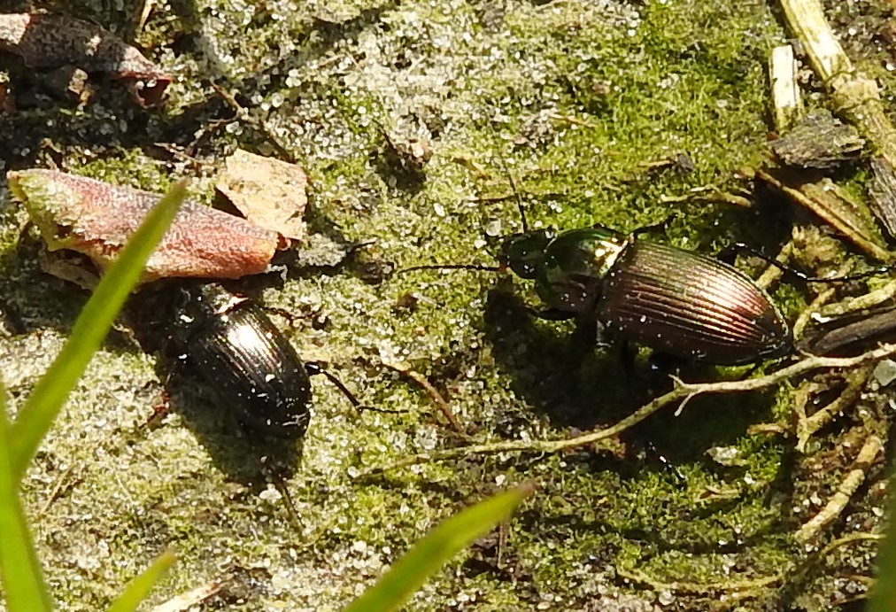 Wie weet wat dit is?