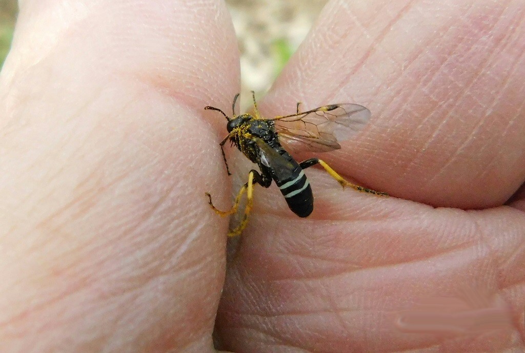 Wat is de naam van dit insect ?
