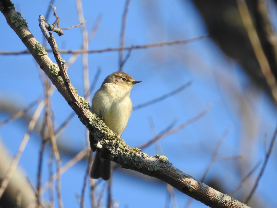 Welk vogeltje zou dit kunnen zijn.