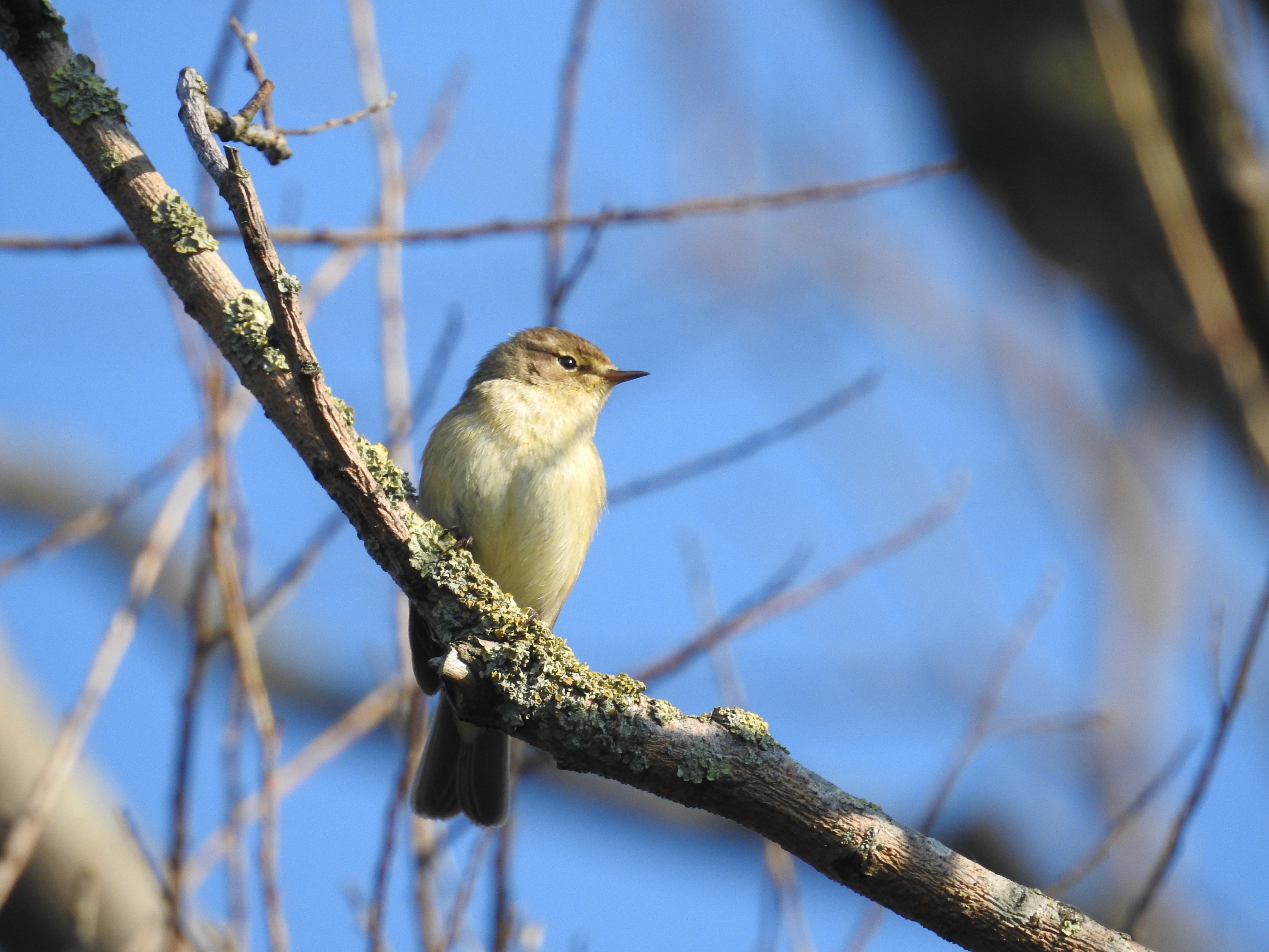Welk vogeltje zou dit kunnen zijn.