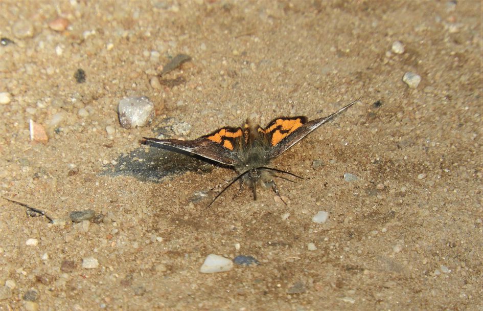 Geen idee wat de naam is van dit vlindertje.