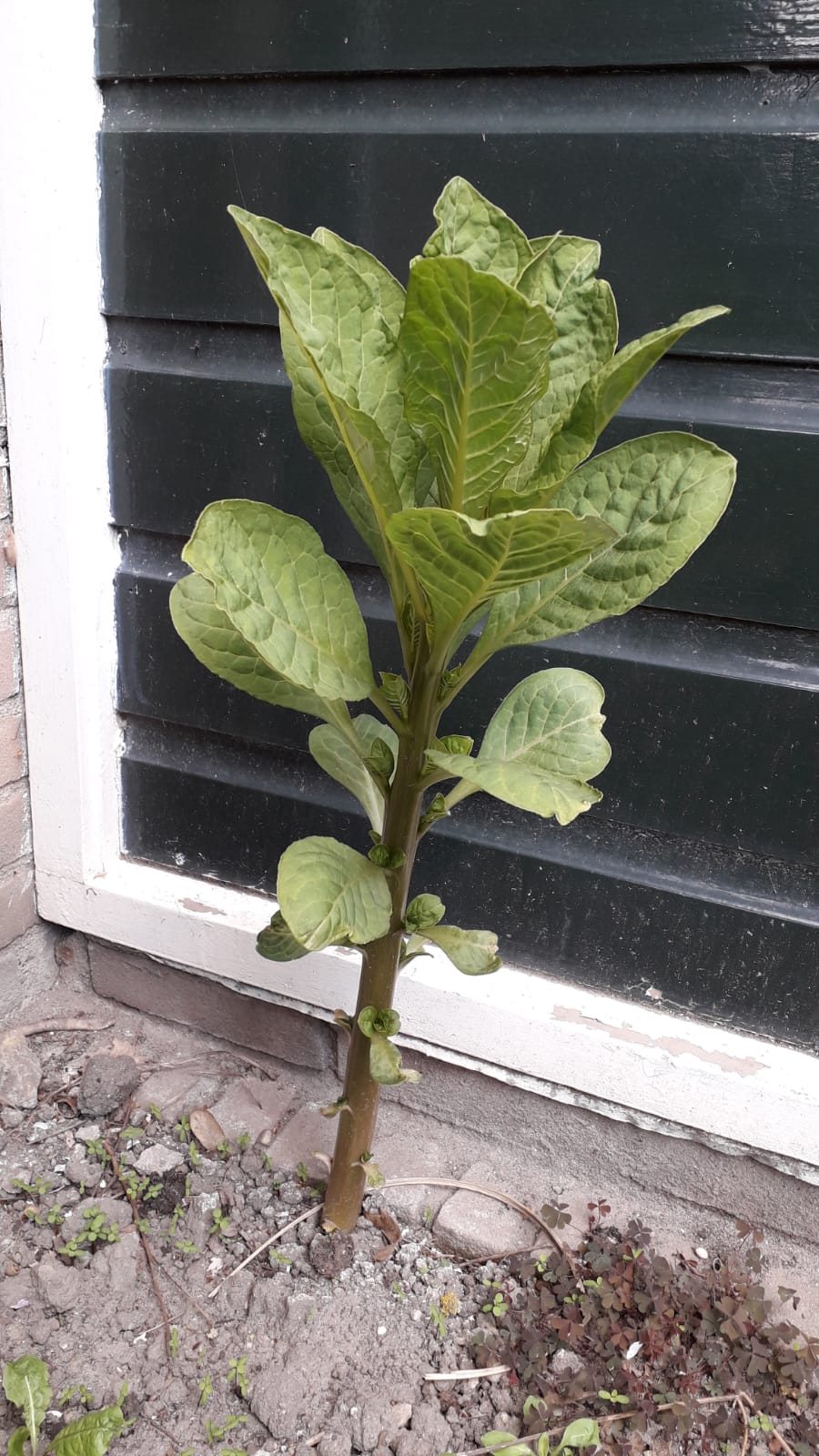 Welke plant/boom is dit