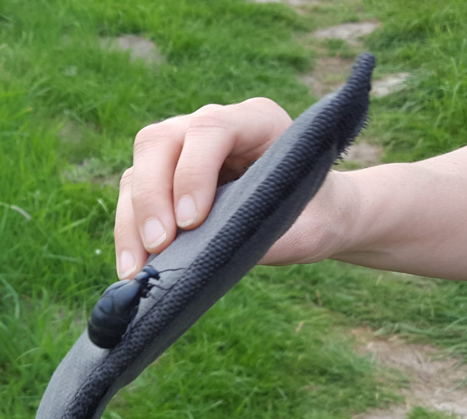 Wat is de naam van dit grote zwarte insect?